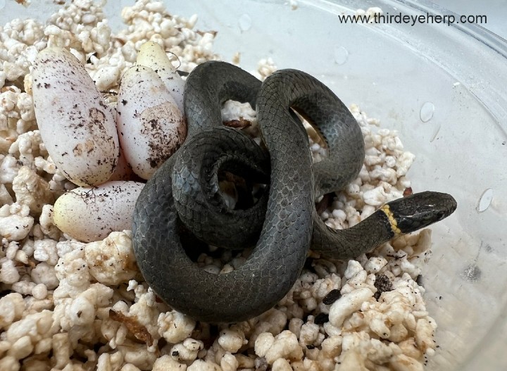 Ringneck Snake